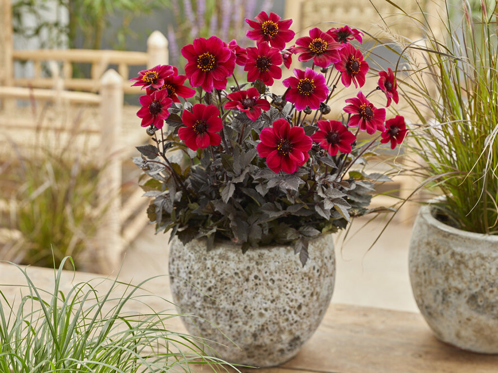 Dahlia Anemon Dracula 1-pakning NYHET